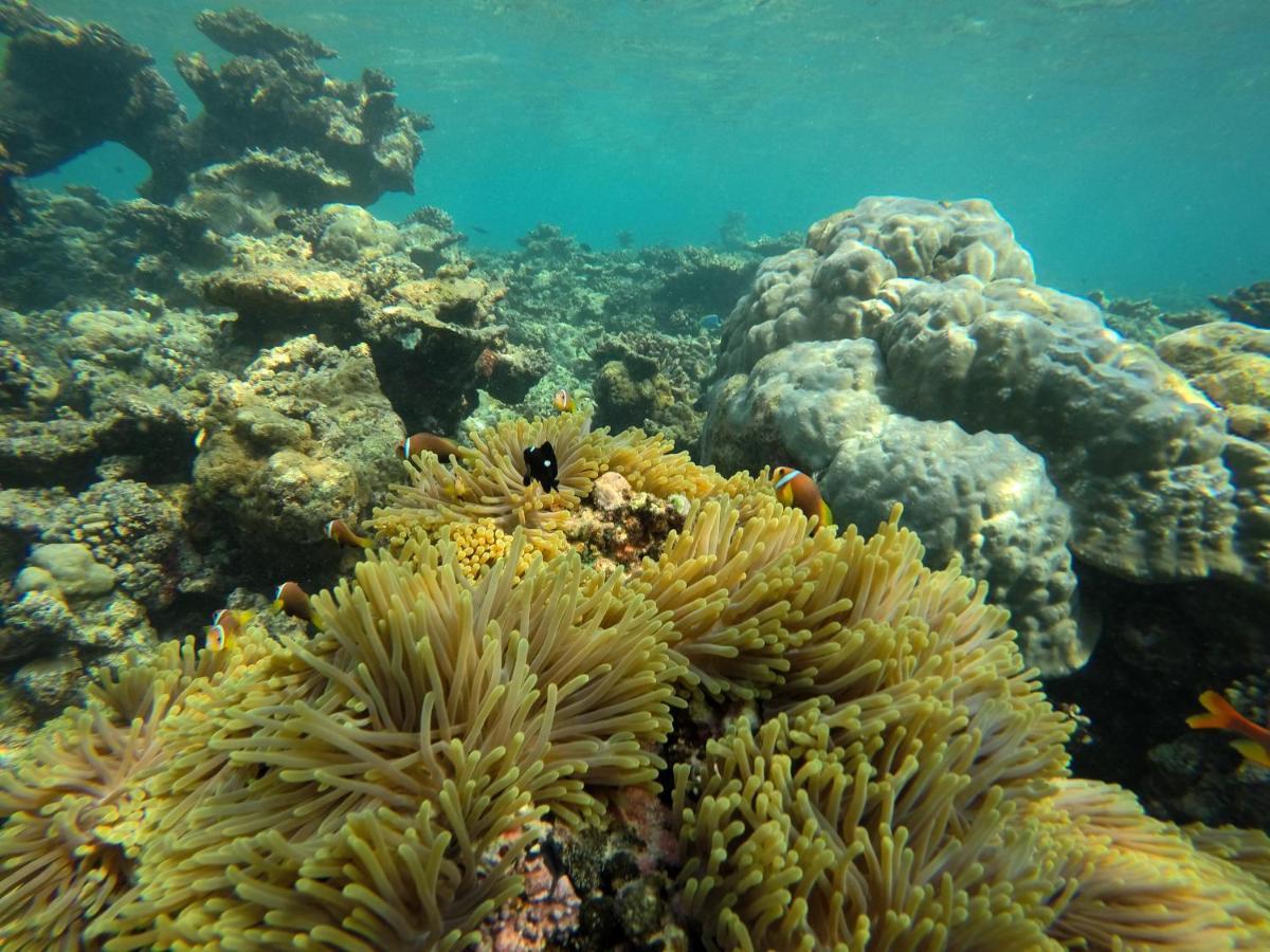 White Tern Maldives Hotel Maamigili Island ภายนอก รูปภาพ
