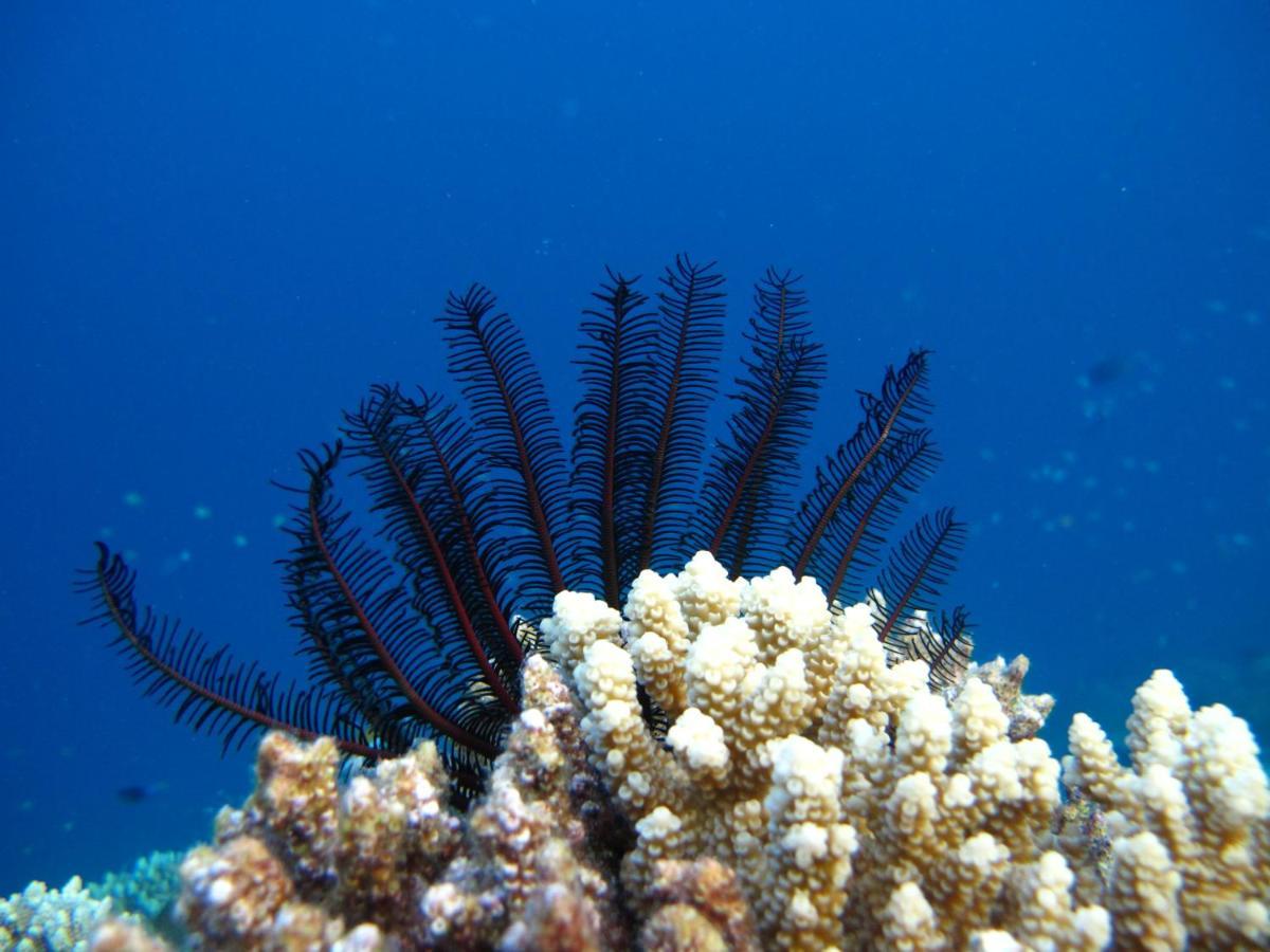 White Tern Maldives Hotel Maamigili Island ภายนอก รูปภาพ